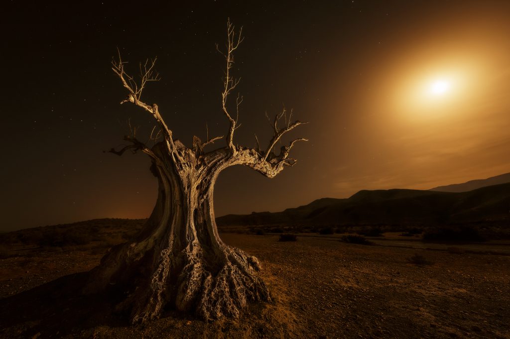 arbol