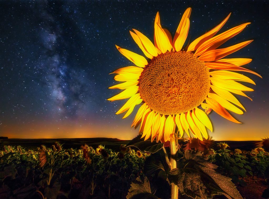 girasol