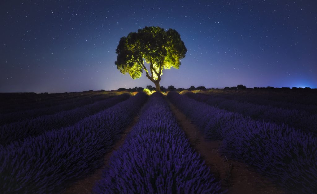 lavanda3