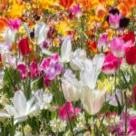 Amsterdam y tulipanes 4 ams16