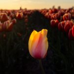 Amsterdam y tulipanes 6 ams52